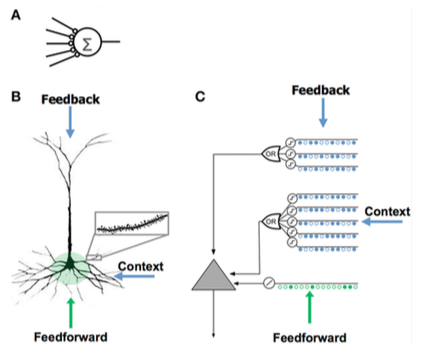 Neurons